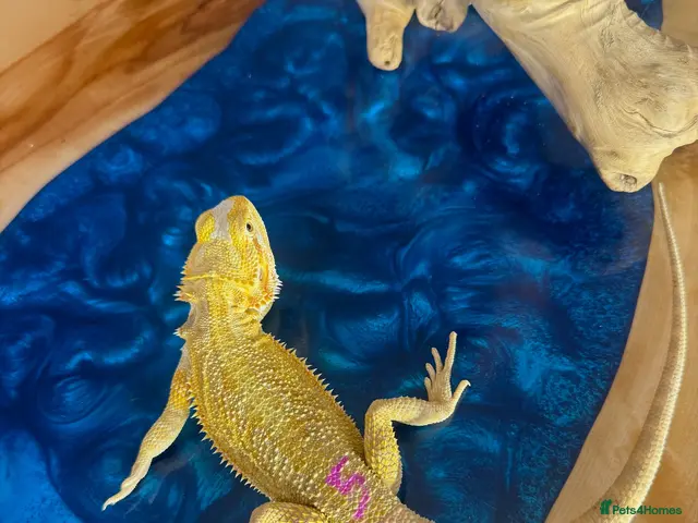 Bearded Dragon reptiles Super Citrus YELLOW US Bloodline - Advert 2