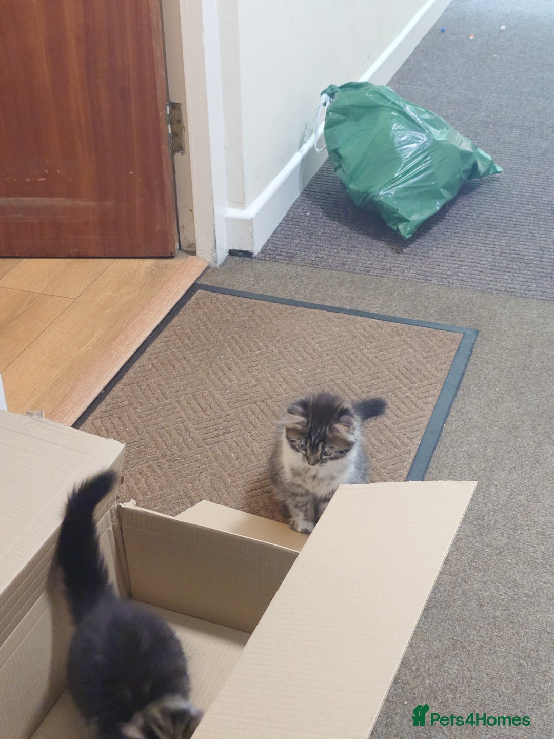 Persian cats for sale: Persian kittens: 2 girls and 1 boy (£230 each) - Image 11