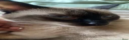 Siamese cats for sale: 1x Beautiful Seal Point Female Siamese Kitten - Advert 8