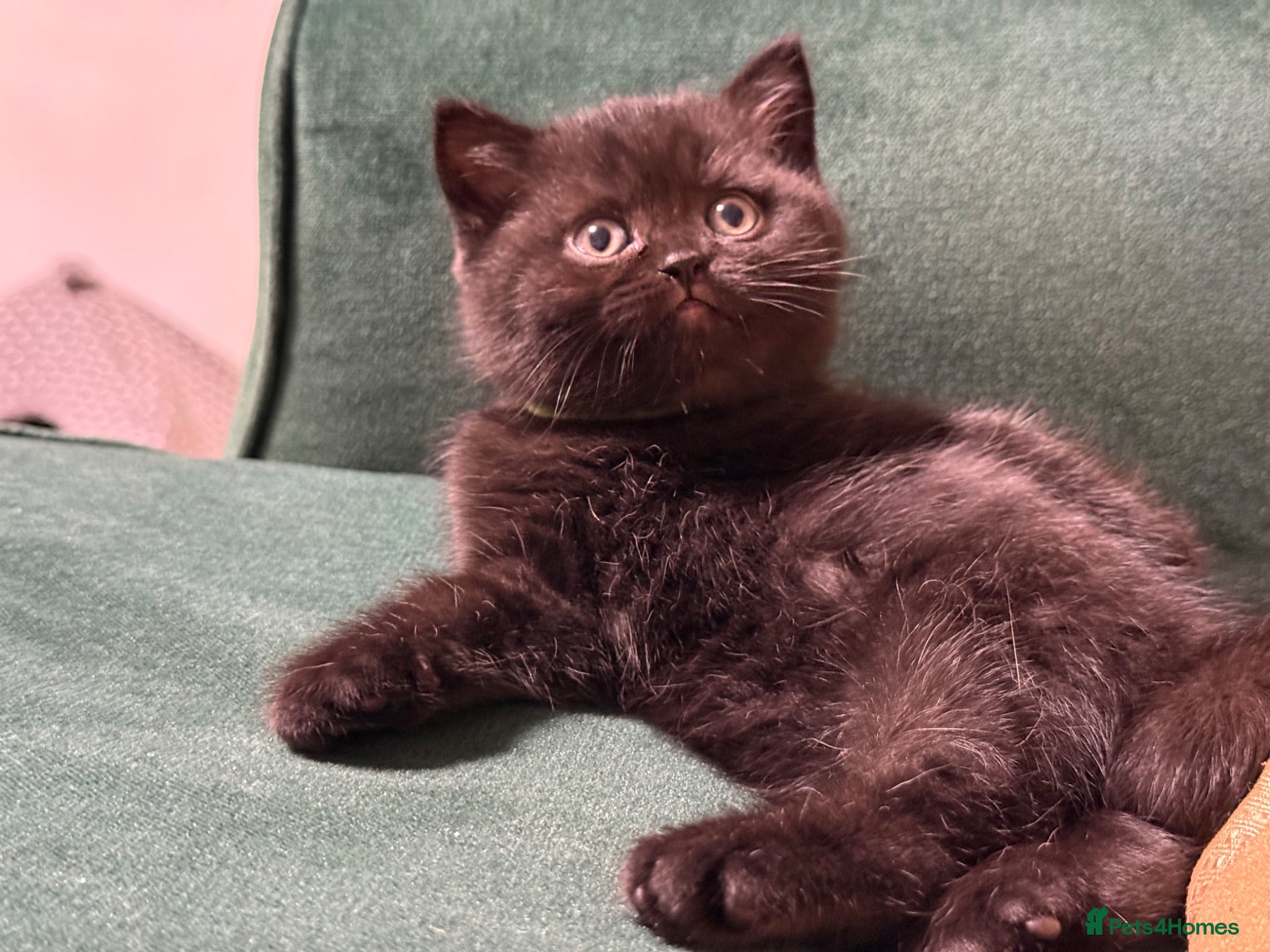 British Shorthair cats Exceptional BSH kittens  - Advert 2