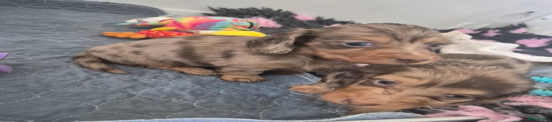 Miniature Dachshund Puppy 2