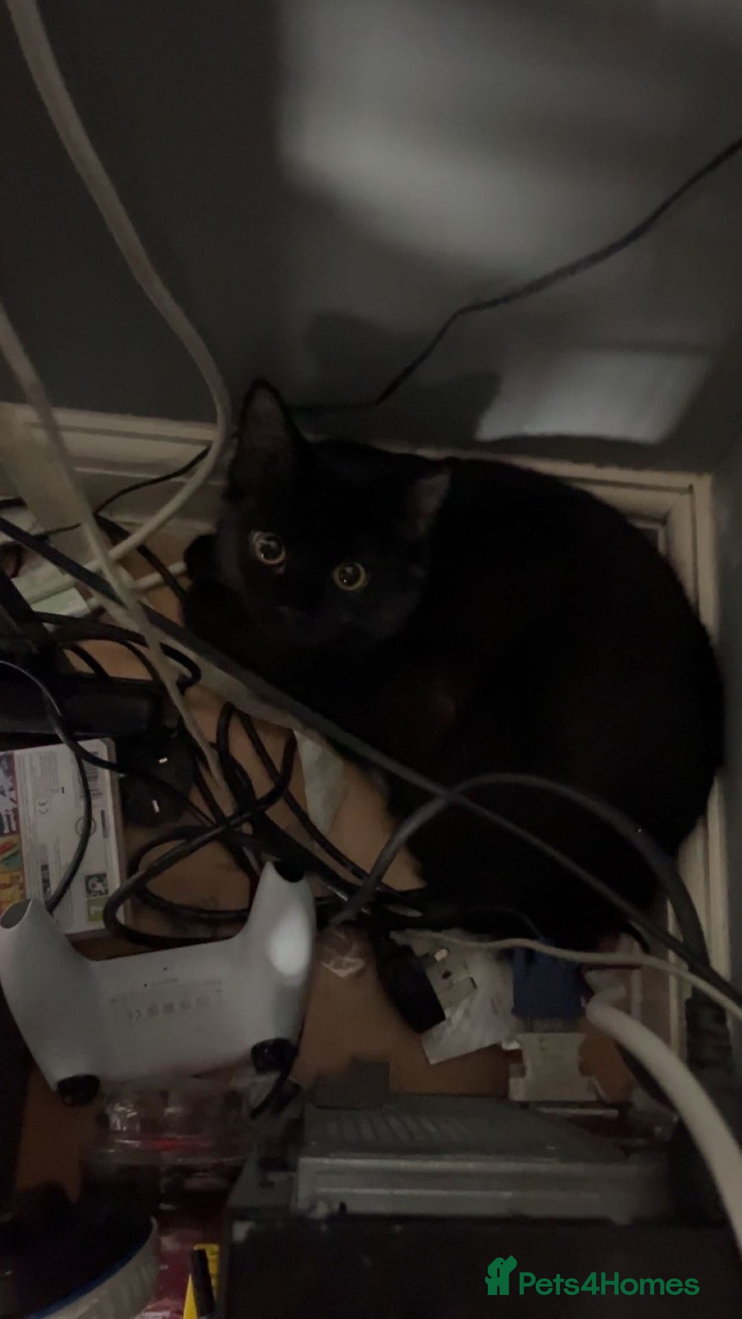 British Shorthair cats for sale: Bombay and tux pair, looking for forever home!  - Advert 7