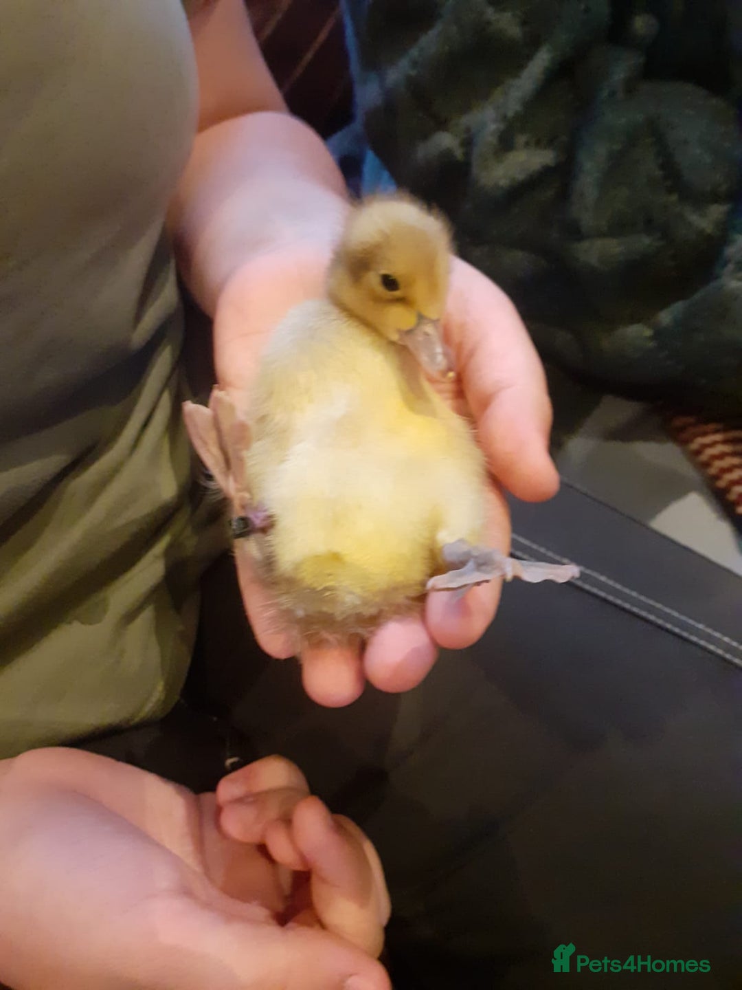 Ducks poultry for sale: Welsh harlequin males x4 - Image 2