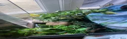 Frog reptiles for sale: 3 White’s Tree Frogs, 2 Vivs, Loads of Equipment🐸 - Advert 11