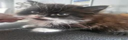 Mixed Breed cats for sale: 2 beautiful brothers ready to go - Advert 5