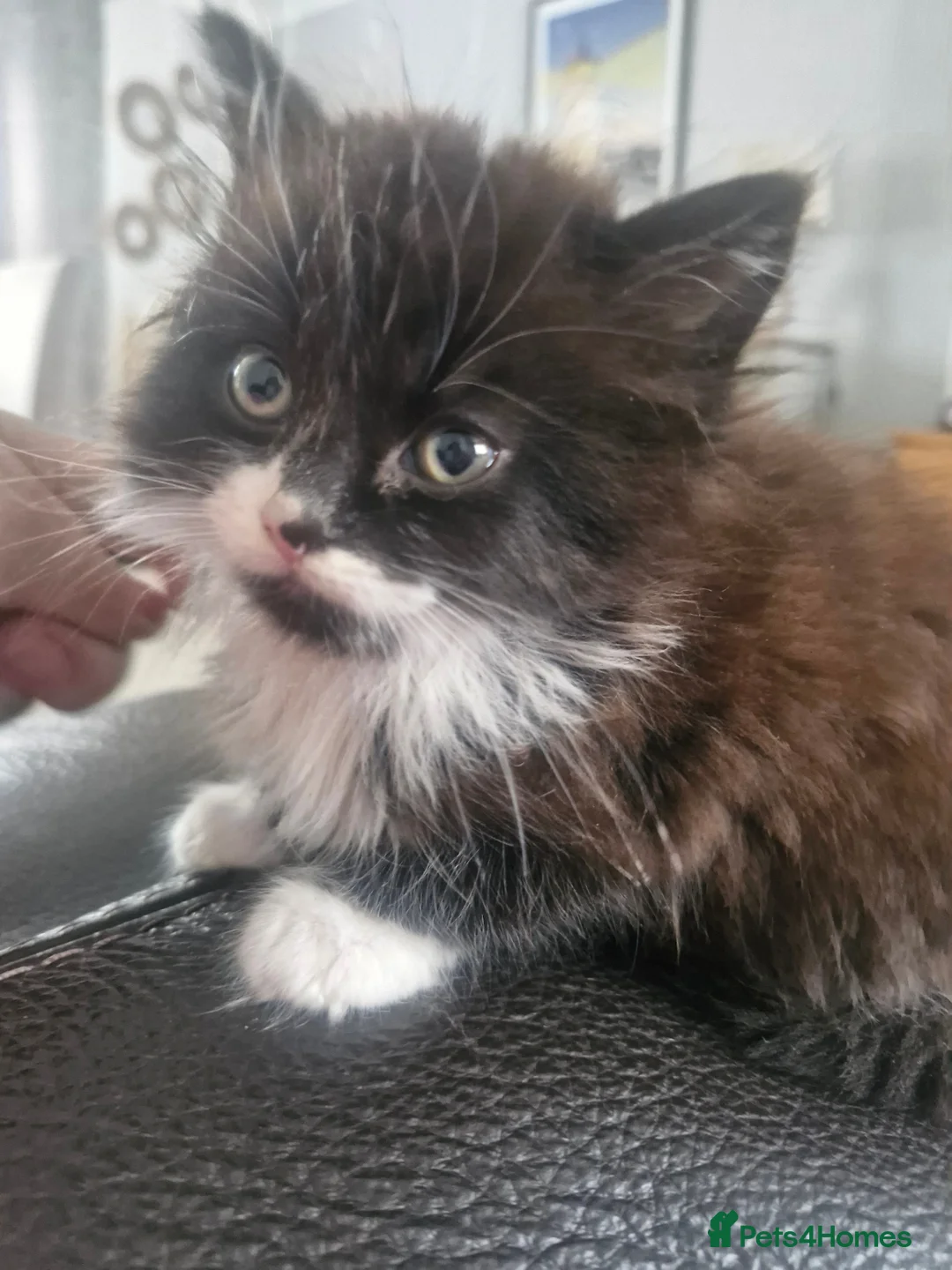 Mixed Breed cats for sale: 2 beautiful brothers ready to go - Advert 5