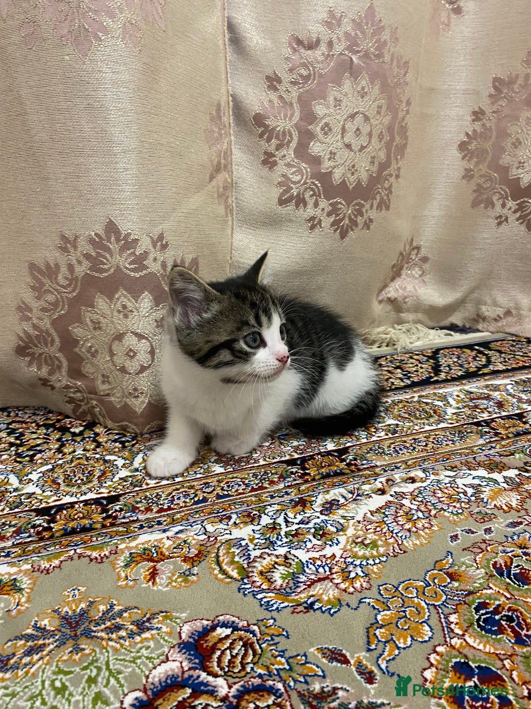 British Shorthair cats for sale: British shorthair  - Advert 6