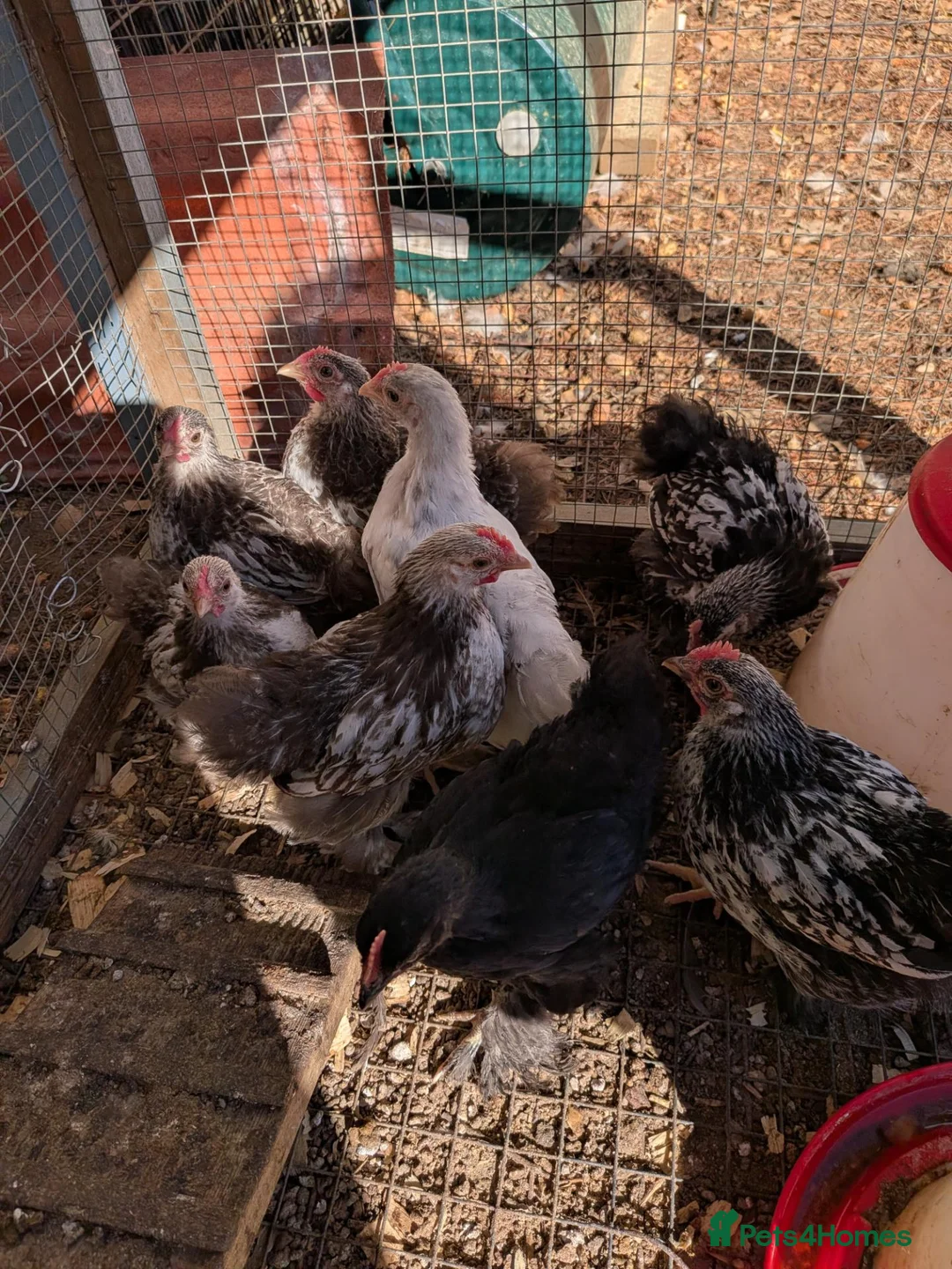 Chickens poultry for sale: Rare colour laced cockerels - free - Advert 1