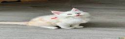 Maine Coon cats for sale:     🌟🌟Amazing Kittens Maine Coon 🌟🌟 - Advert 17