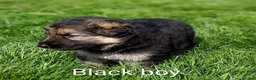 German Shepherd dogs for sale: Gorgeous German Shepherd pups for sale - Advert 16