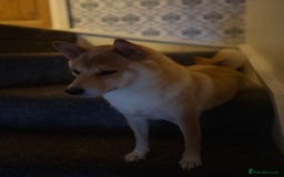 Japanese Shiba Inu dogs for sale: 🧡🦊Stunning KC Shiba Inu female ready now!🧡🦊 - Image 18