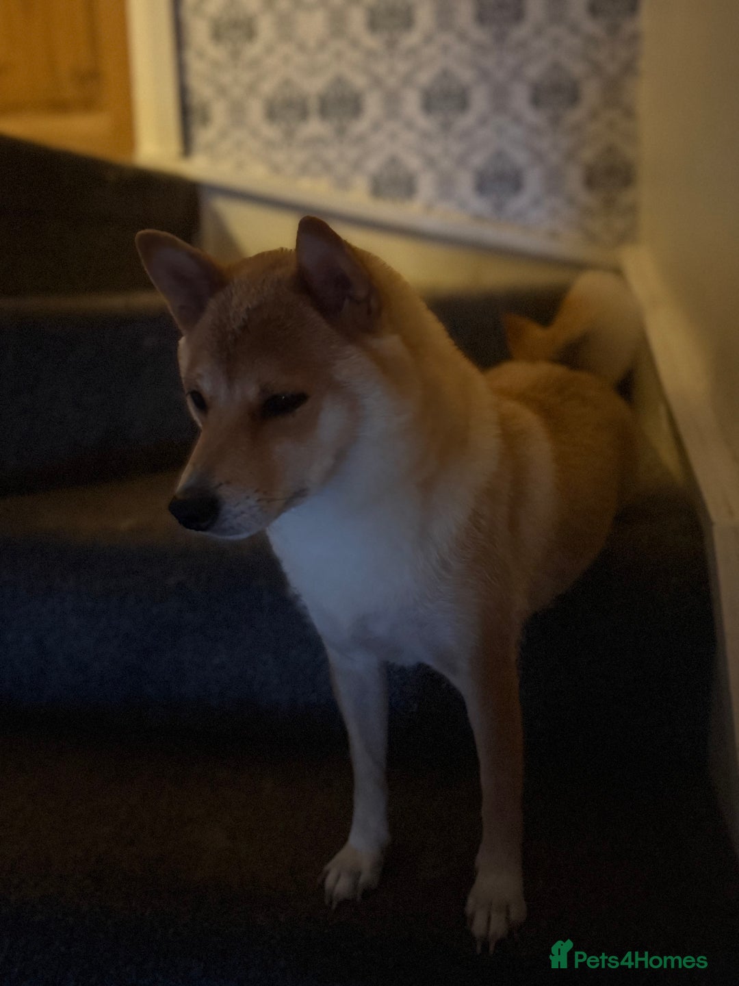 Japanese Shiba Inu dogs for sale: 🧡🦊Stunning KC Shiba Inu female ready now!🧡🦊 - Image 18
