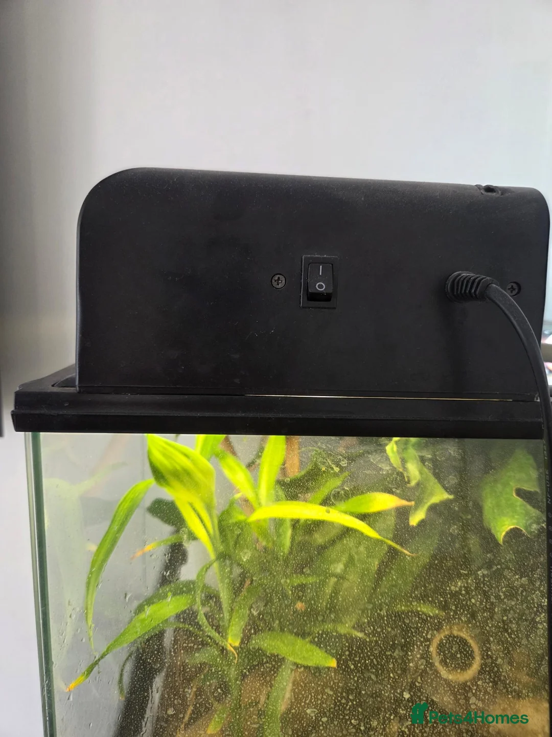 Gecko reptiles for sale: 2x neon day geckos and tank/set up. Lights etc  in Reading - Advert 3
