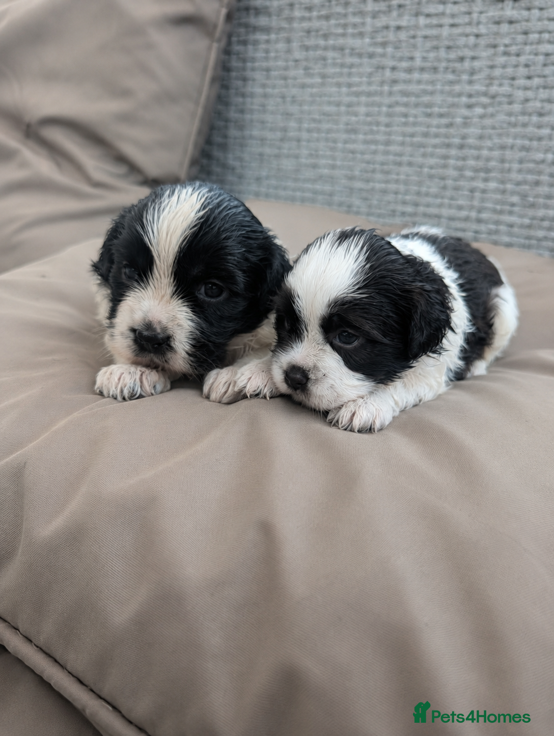 Mixed Breed dogs Cock-a-tzu  - Advert 16