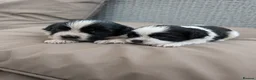 Mixed Breed dogs for sale: Cock-a-tzu  - Advert 1