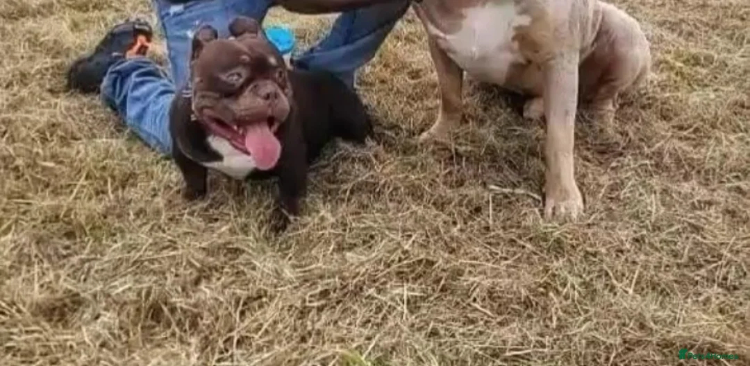 American Bully dogs for sale: 10" Micro bully KINGPIN LOCOLV 3RD GEN - Advert 2