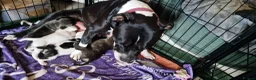 Staffordshire Bull Terrier dogs for sale: Beautiful Long-legged Staffy Puppies  in Dartford - Advert 11