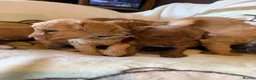 Labradoodle dogs for sale: Labradoodle Fox Red ♥️ - Advert 13