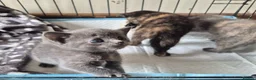 Mixed Breed cats for sale: Three female kittens - Advert 12