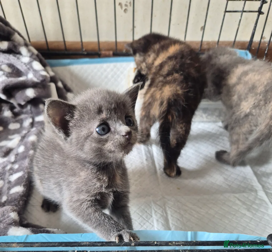 Mixed Breed cats for sale: Three female kittens - Advert 12