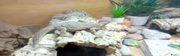 Lizard reptiles for sale: Egyptian uromastyx  - Advert 5