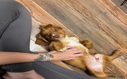 Cocker Spaniel dogs for sale: Worker cocker spaniel  - Image 2