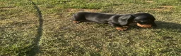 Miniature Dachshund dogs for sale: Miniature dachshund pups.KC reg&council licensed - Advert 5