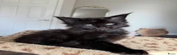 Maine Coon cats for sale: PureBred maine coon kittens - Advert 5