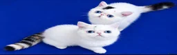 Exotic cats for sale: Superb quality rare exotic kittens. - Advert 13