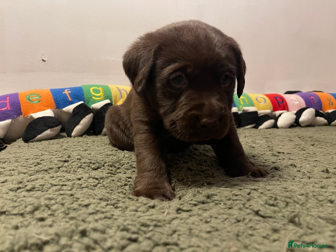 Labrador Retriever dogs for sale: Chunky Labrador Puppies (3 Girls & 2 Boys) - Advert 8