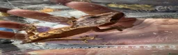 Gecko reptiles for sale: Beautiful Red/Orange Dalmatian Crested Gecko in Pontefract - Advert 5
