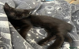 Mixed Breed cats for sale: Rambo and Pika - Image 3