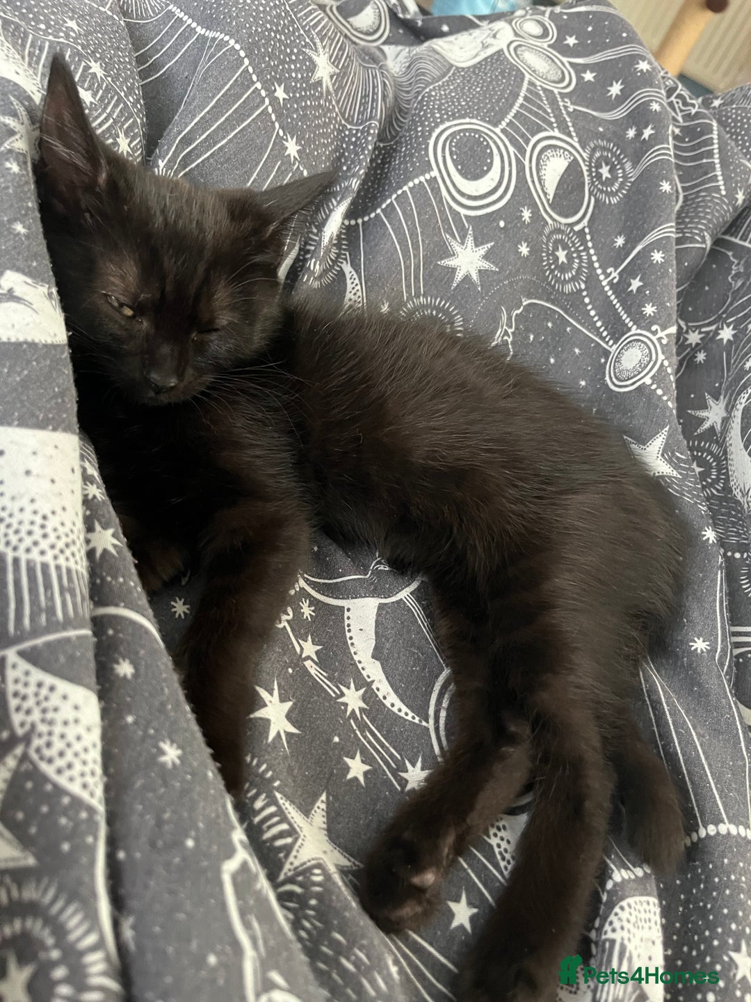 Mixed Breed cats for sale: Rambo and Pika - Image 3