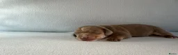Miniature Dachshund dogs for sale: Quality Miniature Dachshunds - Advert 13