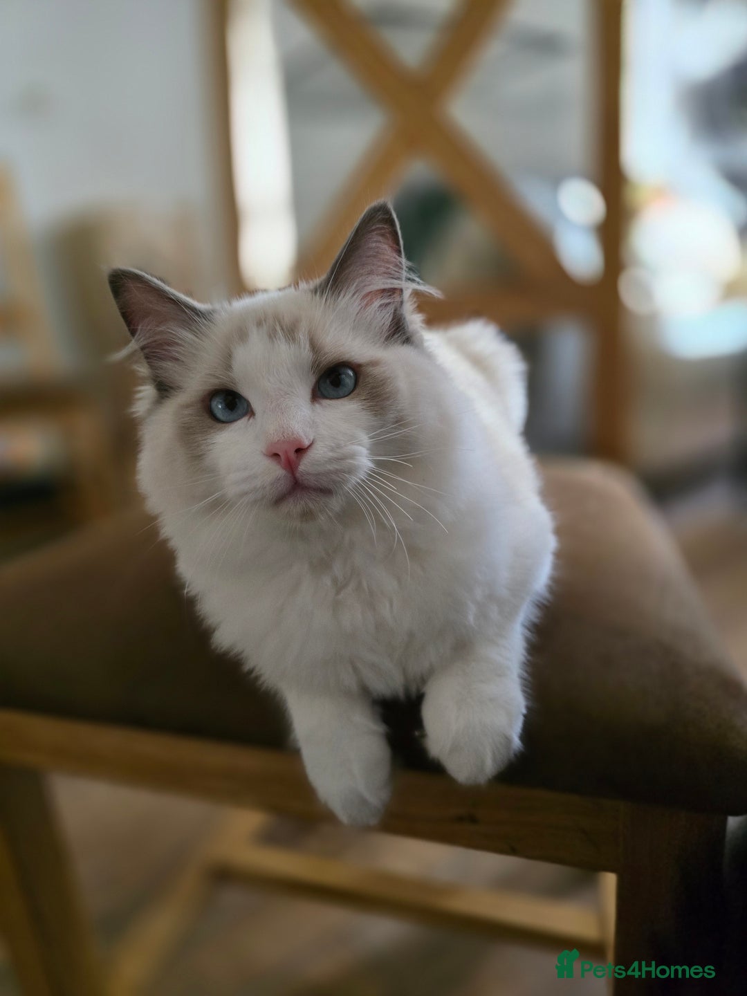 Ragdoll cats for sale: Ragdoll boy 22W old - Image 2