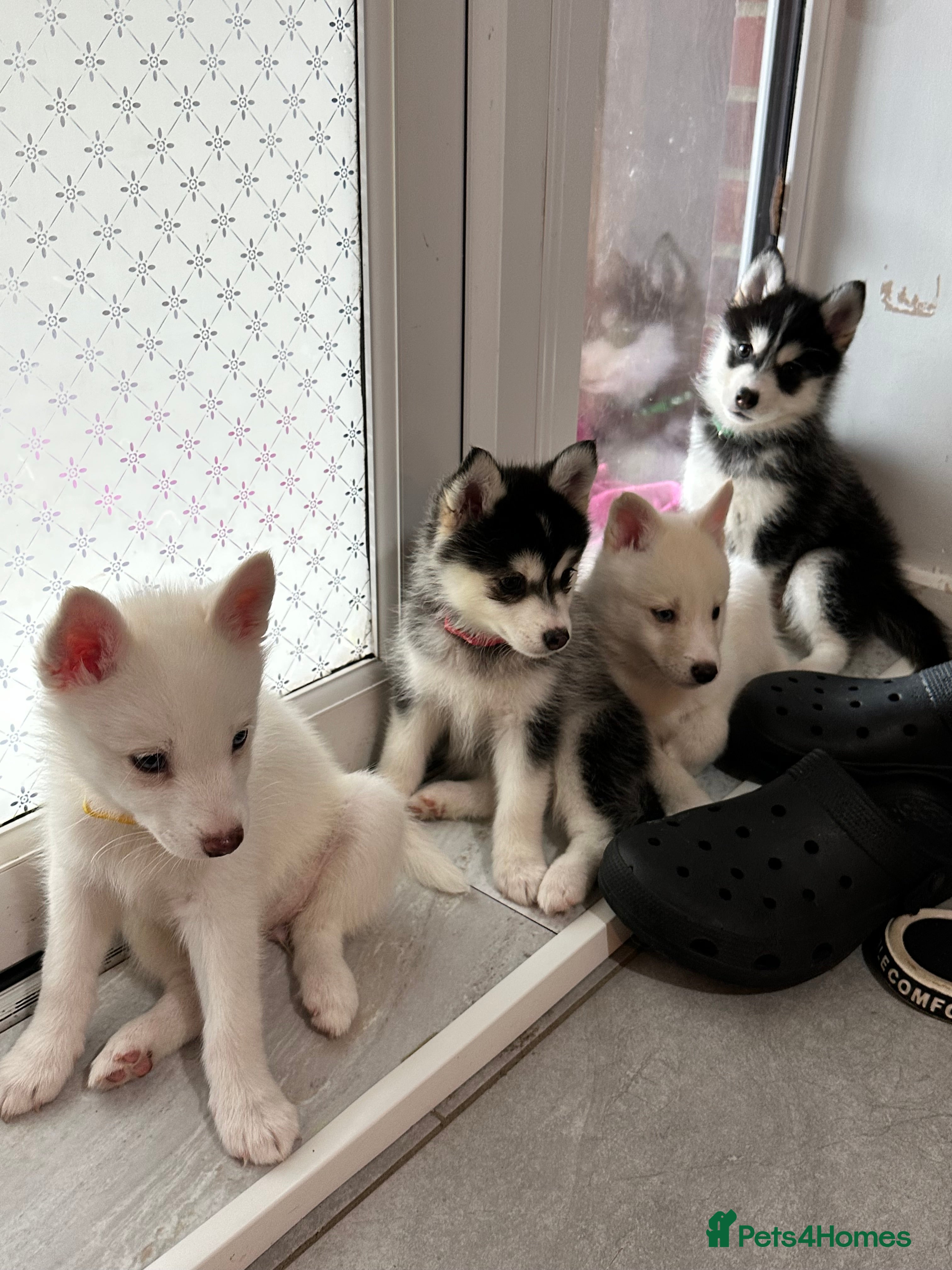 Pomsky dogs READY NOW FOR NEW HOME F4 PUPPY POMSKY  - Advert 1