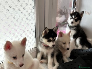Pomsky dogs READY NOW FOR NEW HOME F4 PUPPY POMSKY - Advert 1