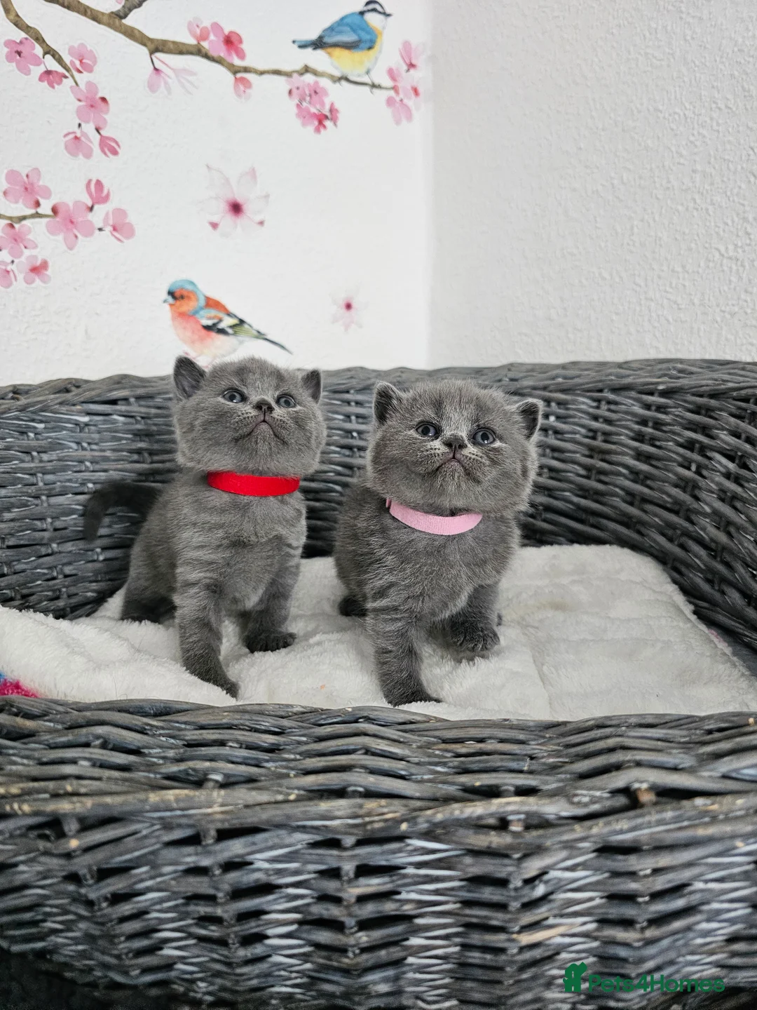 British Shorthair cats for sale: Gccf British shorthair kittens - Advert 3