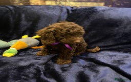 Cockapoo dogs for sale: Chocolate Cockapoo Puppies for Sale - Image 12