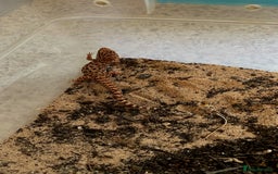 Gecko reptiles for sale: Sub Adult Bynoe Geckos “Heteronotia binoei “ CB24  - Image 2