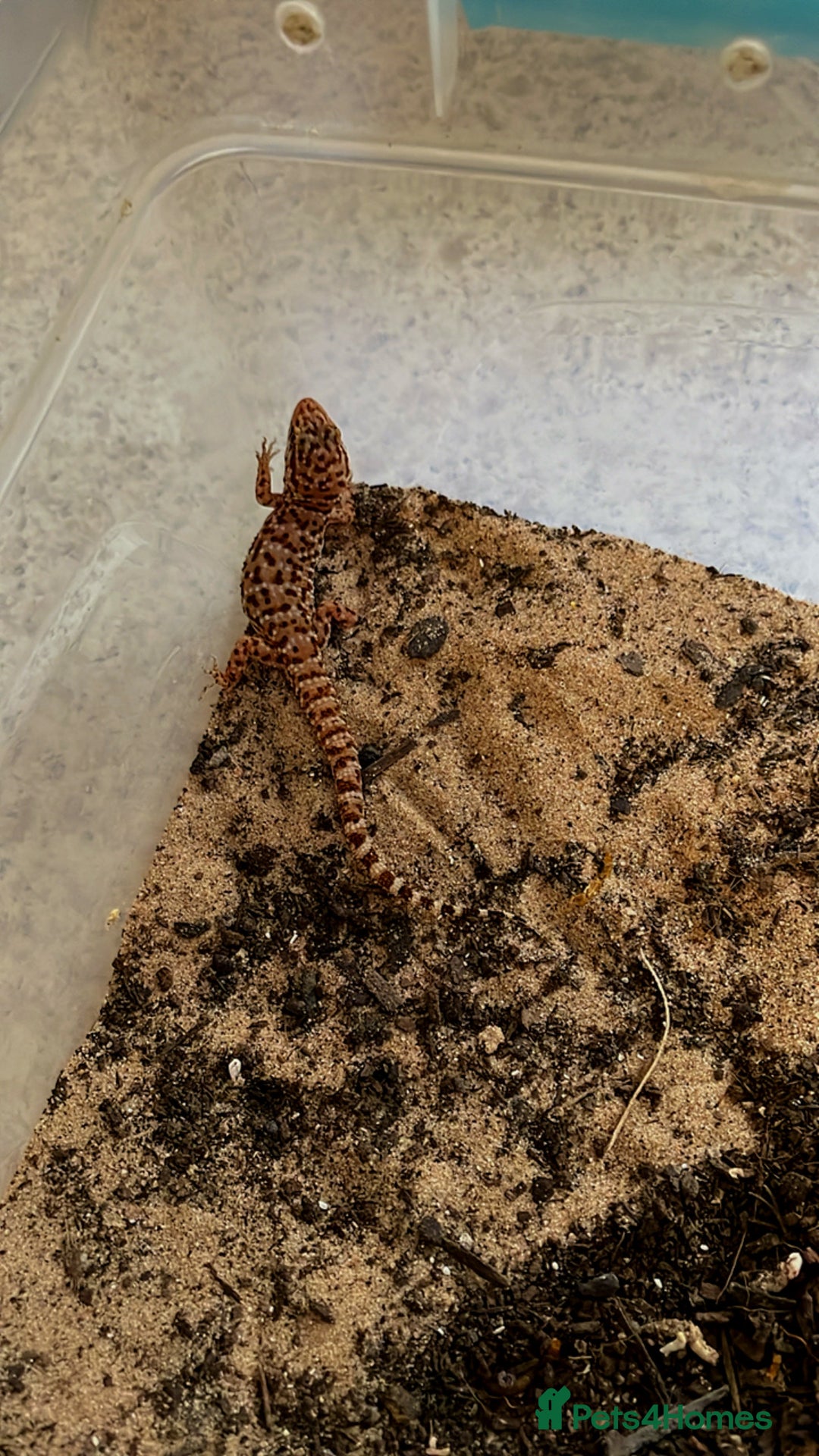 Gecko reptiles for sale: Sub Adult Bynoe Geckos “Heteronotia binoei “ CB24  - Image 2