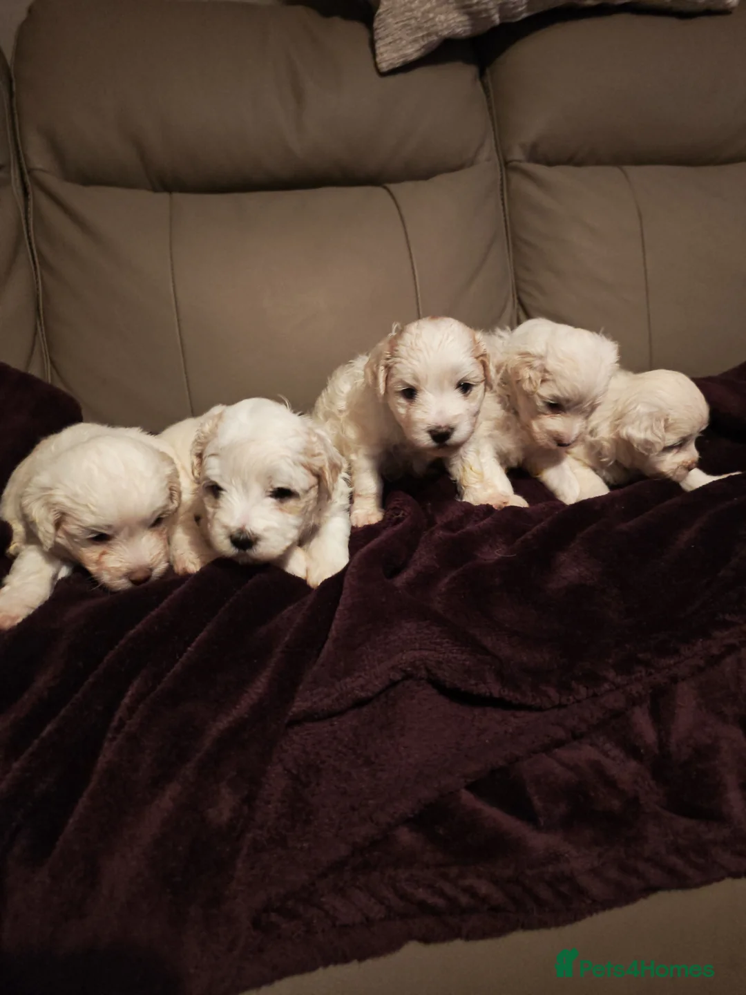 Mixed Breed dogs for sale: Maltipoo x Coton de Tulear Puppies – 5 Males - Advert 2