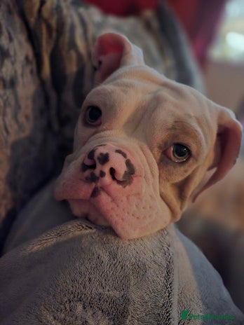 Old Tyme Bulldog dogs - Advert 1