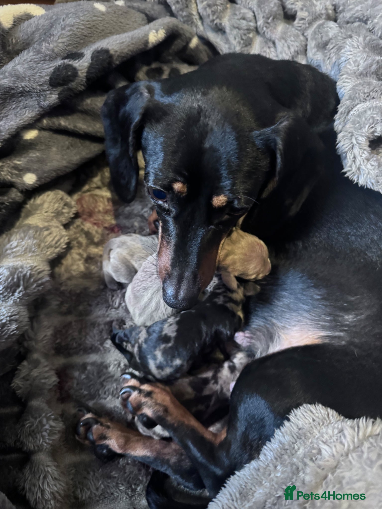 Dachshund dogs Beautiful Dachshund Litter - Advert 2