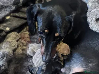 Dachshund dogs Beautiful Dachshund Litter - Advert 2