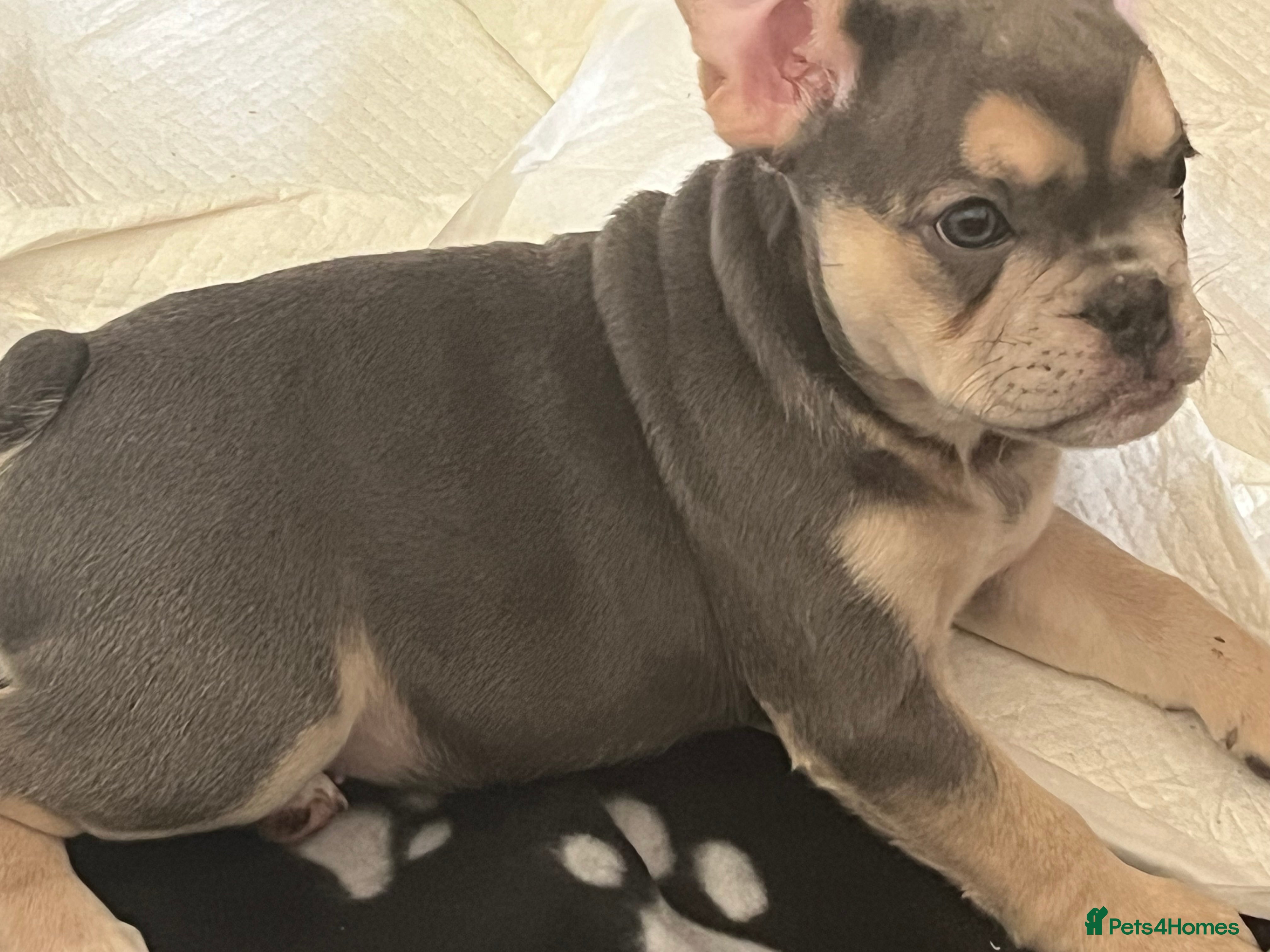 Mixed Breed dogs Beautiful female puppy ready today  - Advert 2