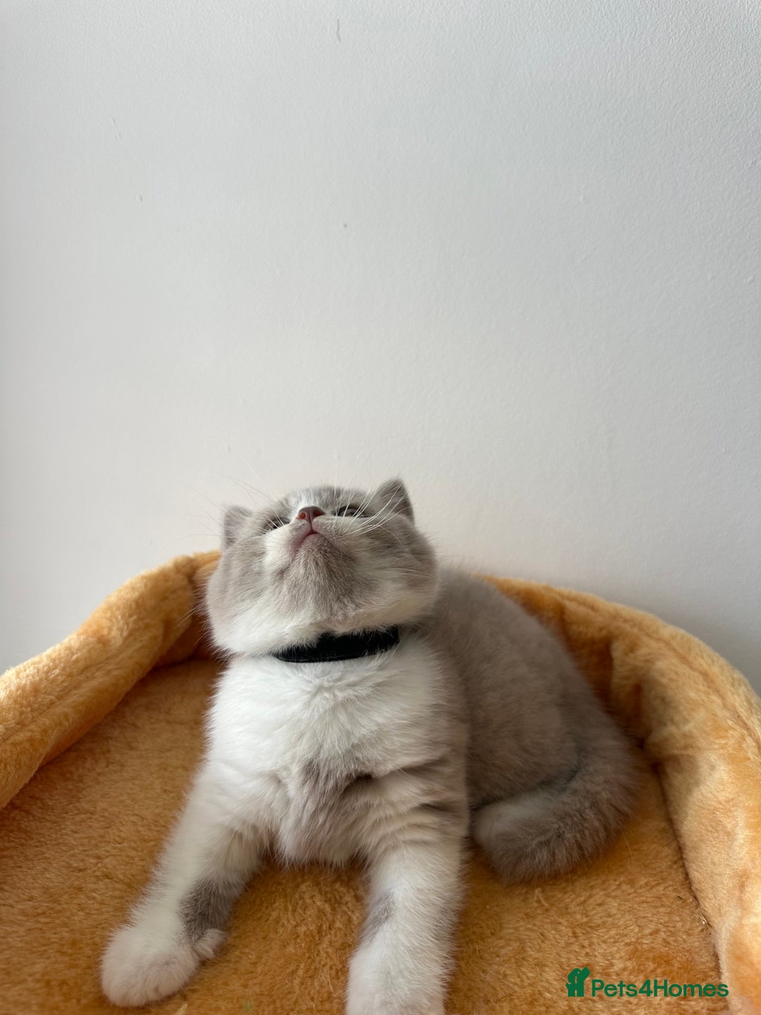 British Shorthair cats for sale: 🐻 Beautiful Teddy Bear BSH and BLH 🐻 - Image 22