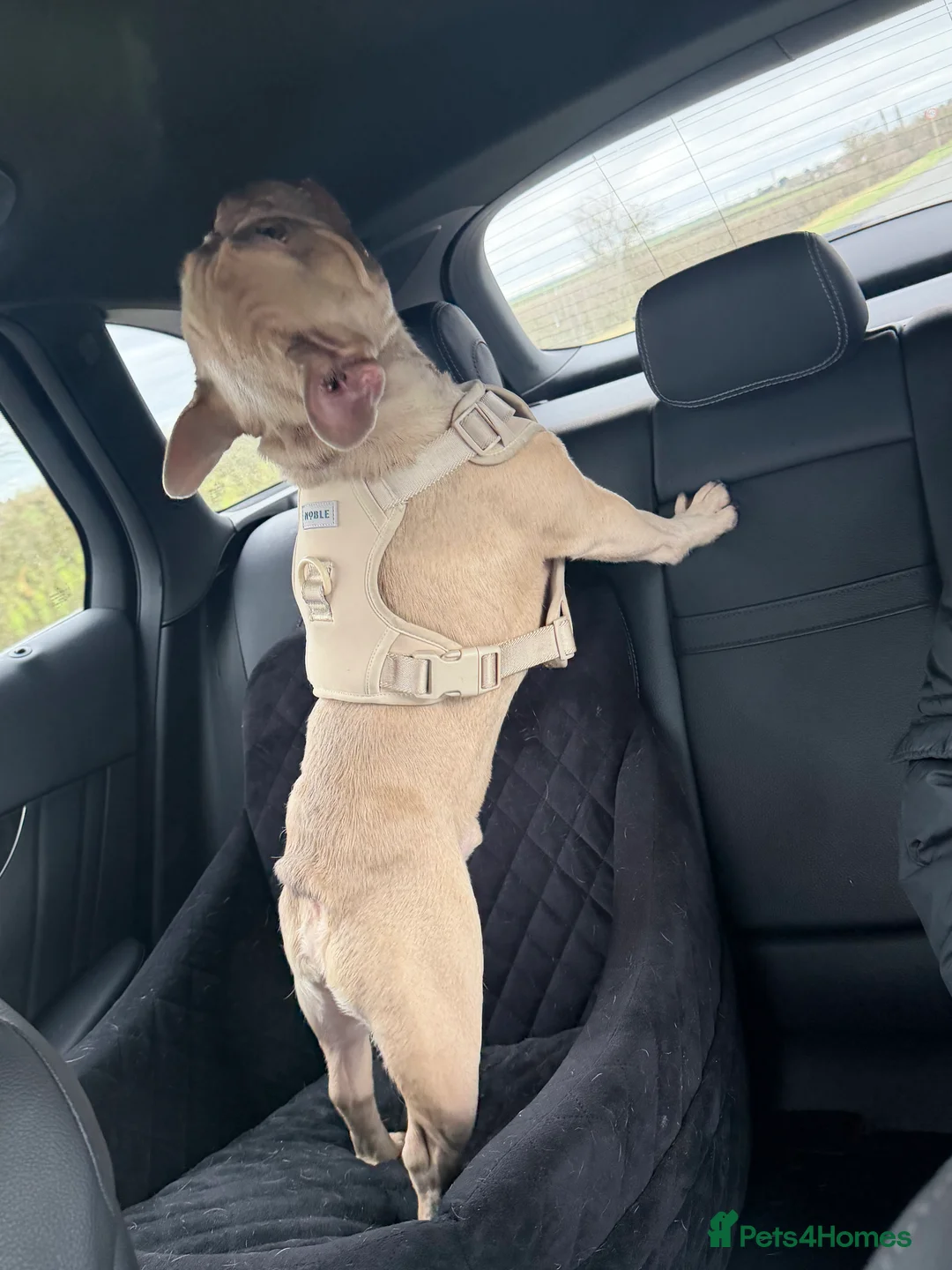 French Bulldog dogs for sale: Beautiful French Bulldog Rocco - Advert 3