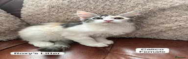 Calico