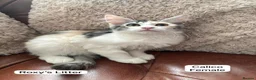 Mixed Breed cats for sale: Ragamuffin x Maine Coon Kittens For Sale - Advert 5